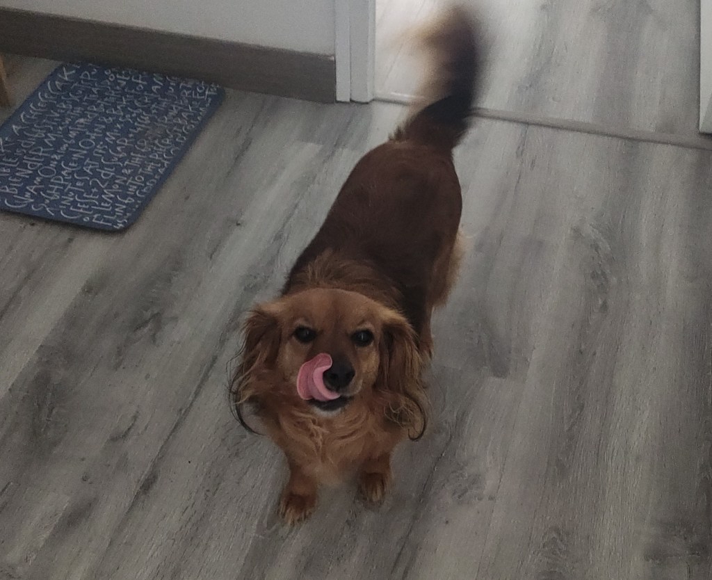 La Molly és a l'entrada del despatx. És dempeus, i mira a la càmera. Te la llengua fora anticipant potser un regal, o una carícia.