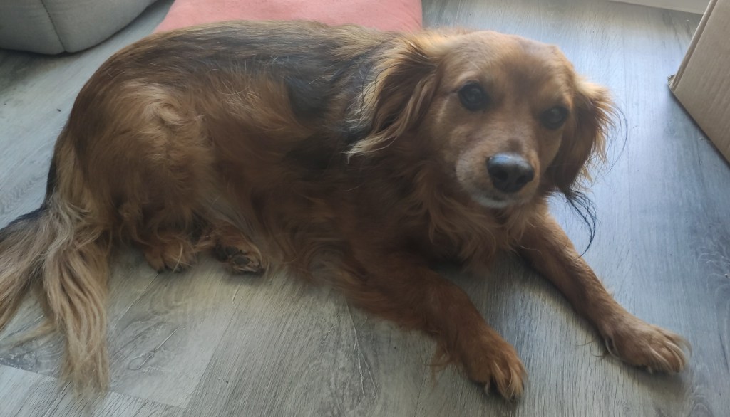 La Molly jeu a terra. Mira càmara amb atenció, com anticipant alguna interacció.