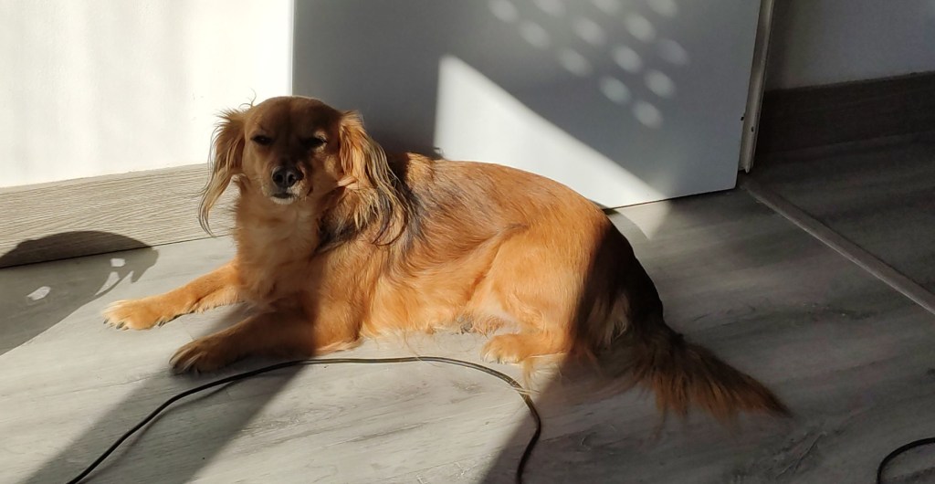 Molly és a terra, amb mig cos il·luminat per la llum del sol que entra a la finestra. Té cara de tot just començar a despertar.