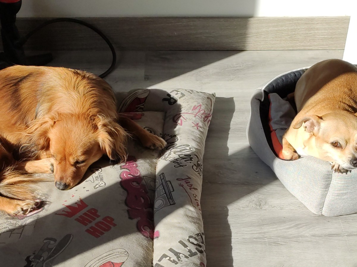 Els gossos mai no&nbsp;dormen