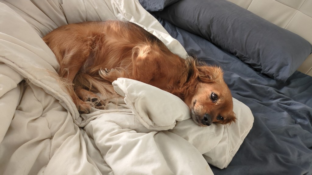 La Molly és relaxada, al llit de matrimoni. Té els ull oberts, amb aspecte d'estar pensant.