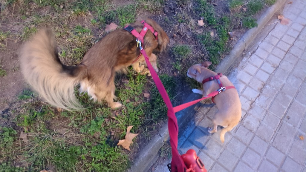 Perla i Molly fent una passejada. Porten llaç i arnès. Son a la gesta, olorant-la.