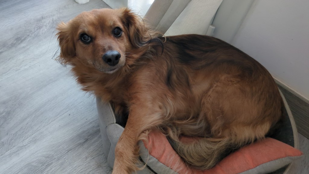 Molly és al seu llit, amb posat relaxat. Mira a càmera, amb els seus ull foscos i tendres