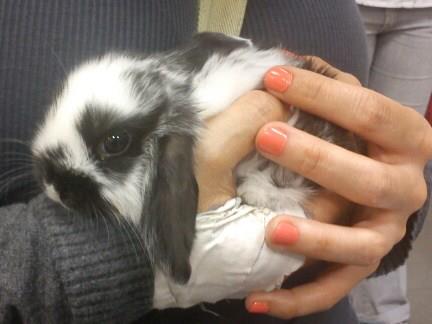 Kiwi, de petita, a les mans de Meritxell. Hi cap sencera.