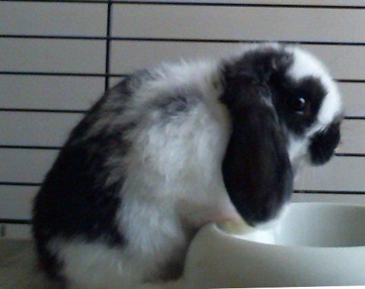 Kiwi, la conilleta belier, és al plat de pinso.