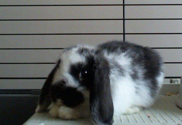 Kiwi a la seva gàbia, el primer dia a casa. Mira a càmera amb ulls dolços.