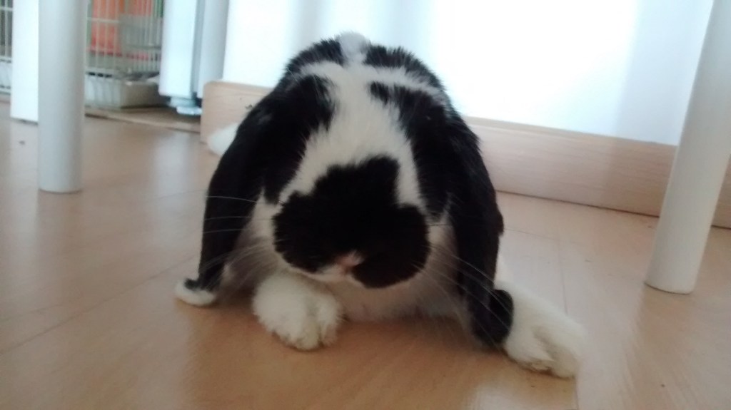 Kiwi és a terra, mira a càmera