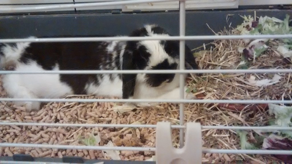 Kiwi és a la gàbia, convalescent.