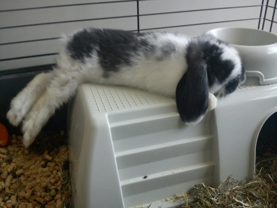 Kiwi es dins la gàbia. Reposa d'amunt una estructura de plàstic, on estira les potes.