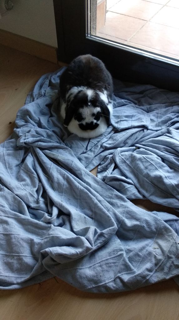 Kiwi descansa a un cobrellit estirat a terra.