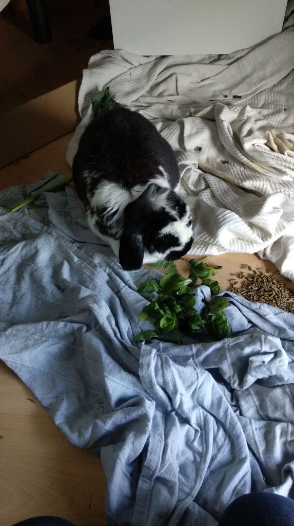 Kiwi menja verdures i pinso sobre una manta.