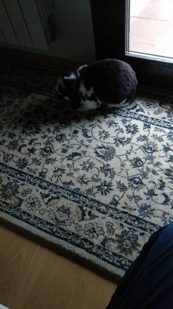 Kiwi sobre una manta