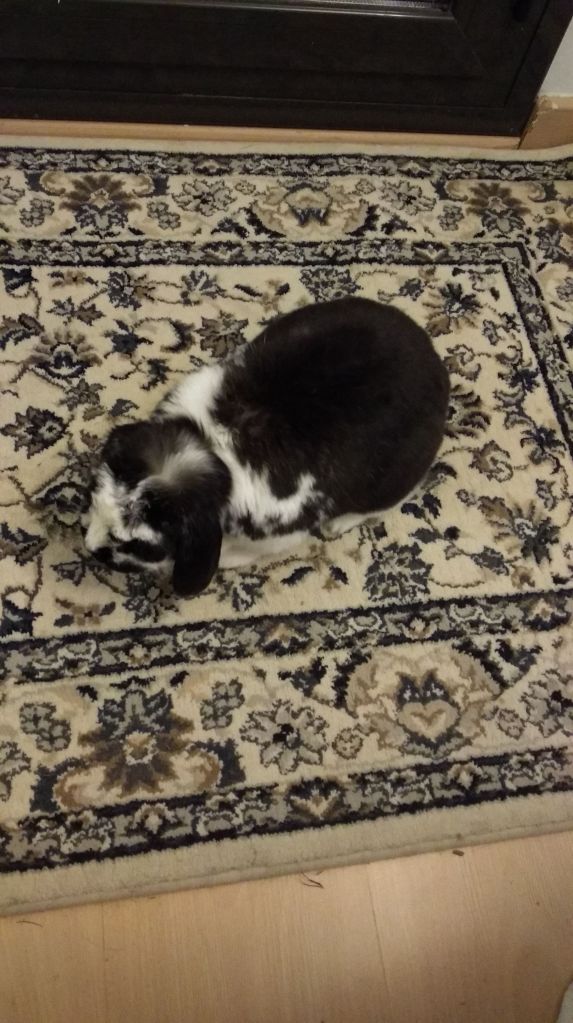 Kiwi a la seva catifa.