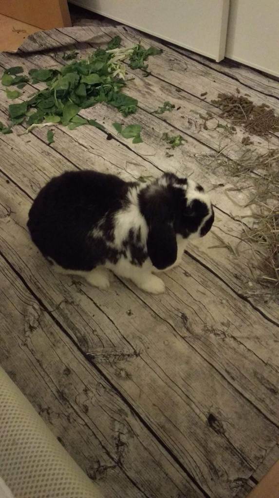 Kiwi és sobre una estovalles que li ofereixen major tracció que el parquet. 