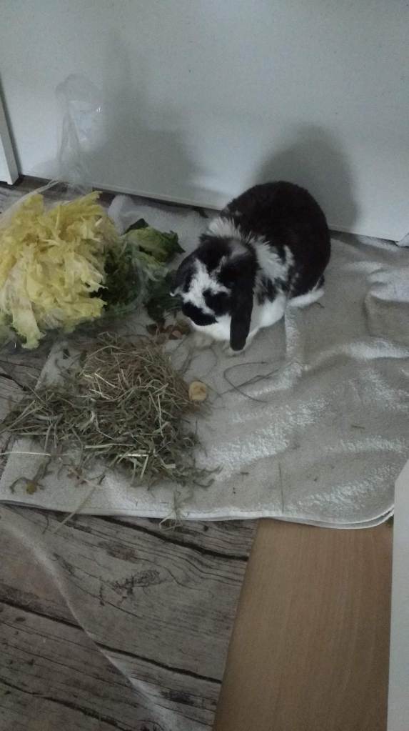 Kiwi és sobre una tovallola, amb menjar al seu voltant. És una de les darreres fotos a casa. 