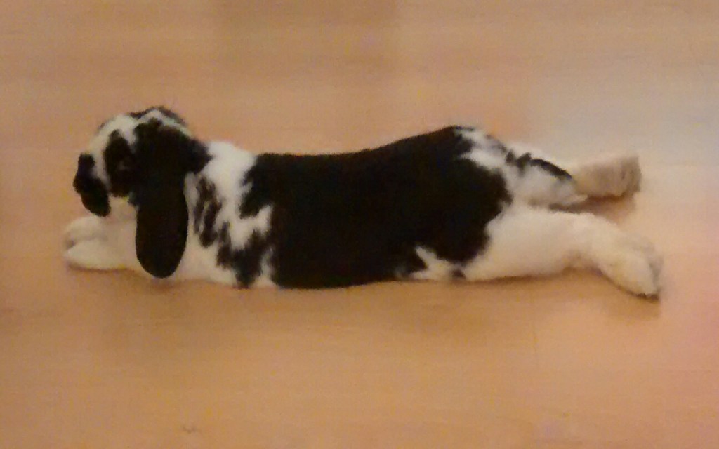 Kiwi estirada a terra, vista lateral