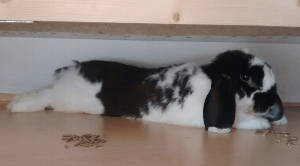 En homenatge a Kiwi, sis anys sense&nbsp;tu