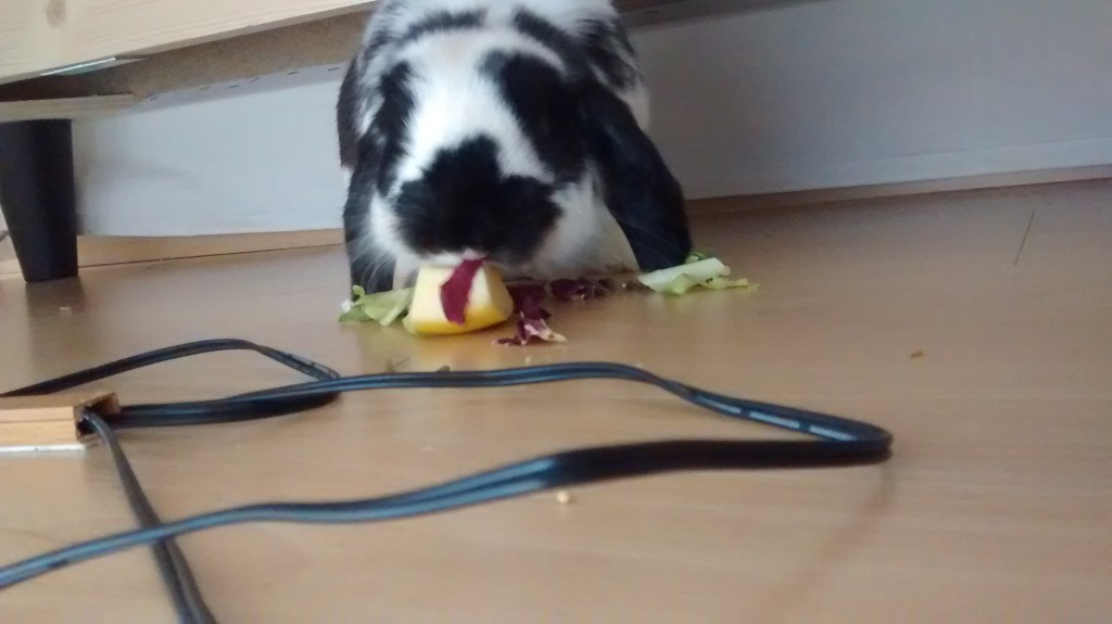 Kiwi, sota el sofà, menja plàtan.