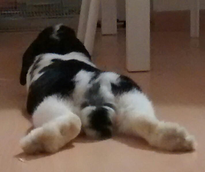 Una imatge del culet de Kiwi, estirada a terra. És veu la seva cua frondosa.