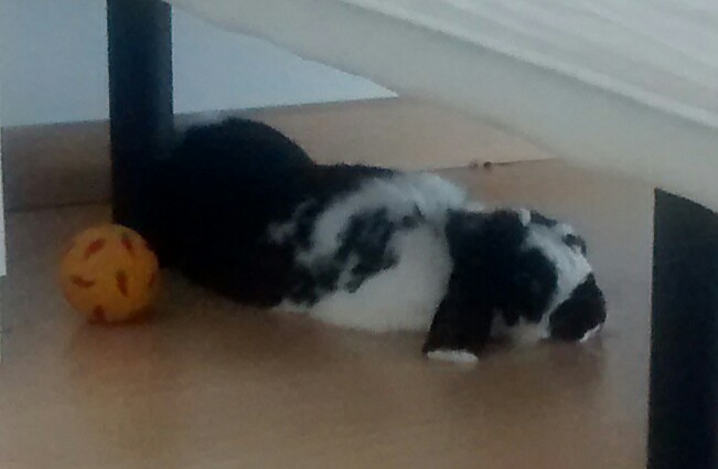 Kiwi sota al llit, descansa al costat de la seva pilota.