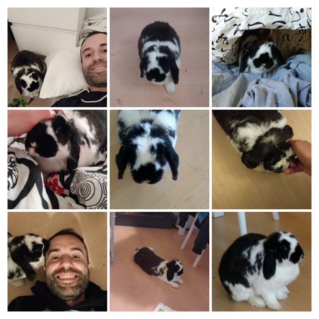 Mosaic de Kiwi i de mi mateix.