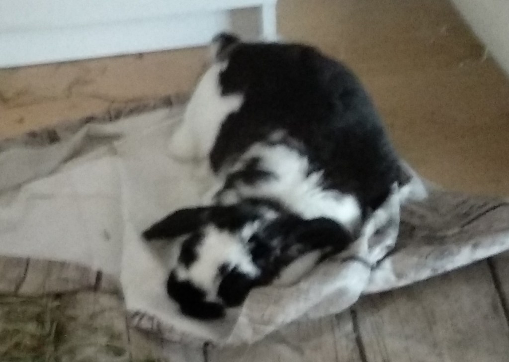 Kiwi dormint a les seves estovalles.