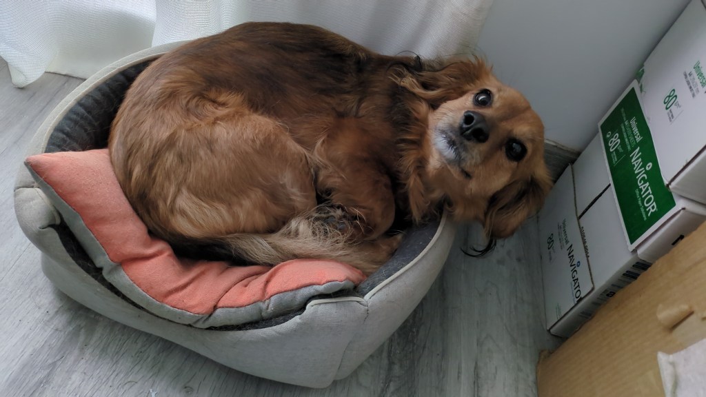 Sis mesos sense tu,&nbsp;Molly